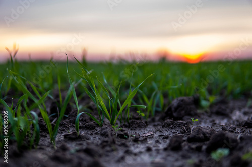 Close up young wheat seedlings growing in a field. Green wheat growing in soil. Close up on sprouting rye agriculture on a field in sunset. Sprouts of rye. Wheat grows in chernozem planted in autumn.