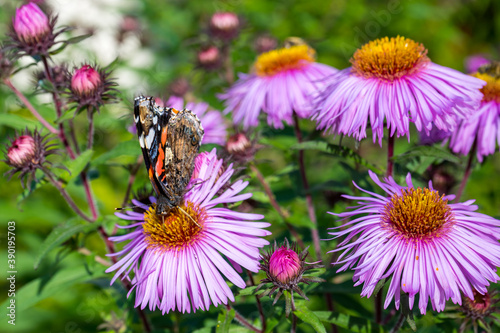 Turtle butterfly folded its wings and eats nectar from pink autumn aster