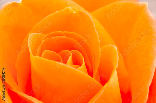 Macro shot of the interior of an orange rose