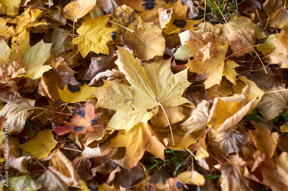 Photo of maple leaves on the ground