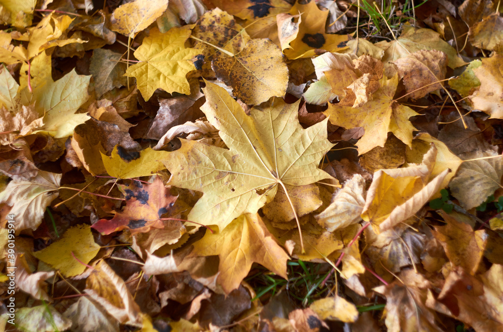 Photo of maple leaves on the ground Photo of maple leaves on the ground
