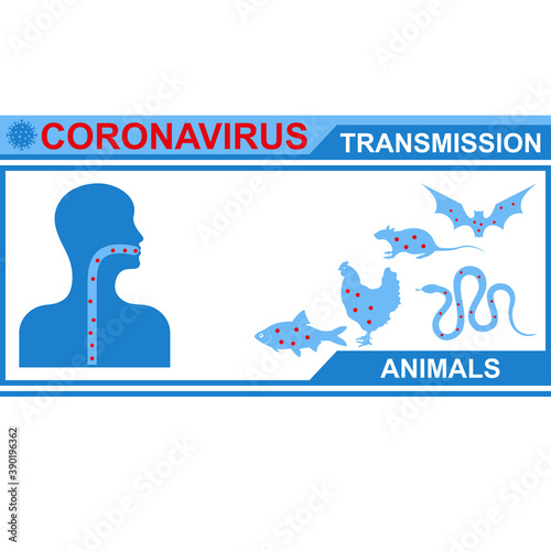Healthcare infographic elements. Animal transmission of coronavirus. Vector illustration.