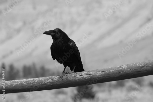 A black raven on a fence in front of a mountain in Yellowstone National Park, Wyoming, USA. Black and white.
