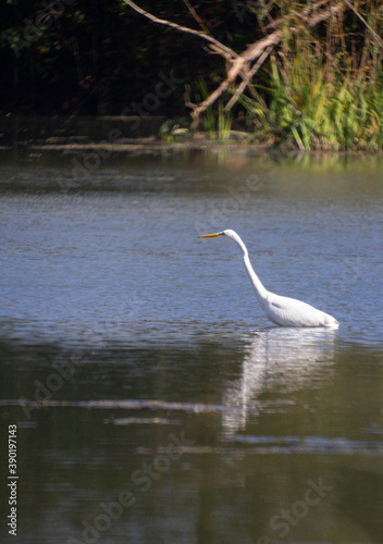 White bird fishing on The Swamp.The Great Egret  Ardea Alba   Also Known As The Common Egret or Great White Hilton. Builds Tree Nests in Colonies Close to Water.