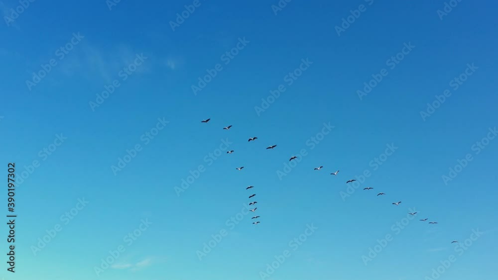 migratory cranes fly in flocks to southern countries