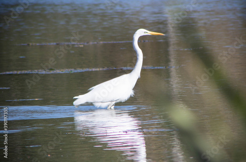 White bird fishing on The Swamp.The Great Egret  Ardea Alba   Also Known As The Common Egret or Great White Hilton. Builds Tree Nests in Colonies Close to Water.