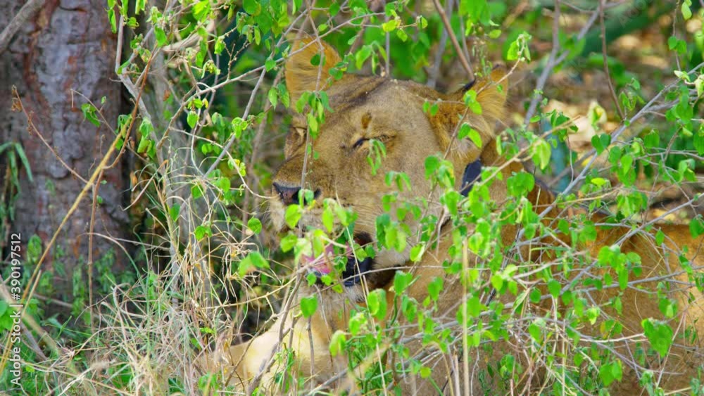 Collared lioness panting in the shade keeping cool in the hot sun Collared lioness panting in the shade keeping cool in the hot sun