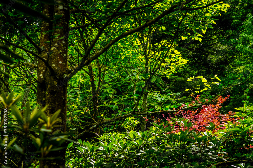 Fototapeta premium Reportage Nature