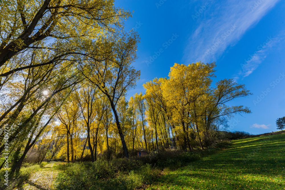 Pappeln im Herbst 