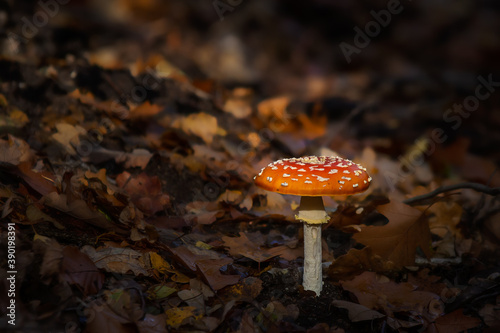 Fly agaric (Amanita muscaria) mushroom between leaves., standing in the light in a dark forrest.