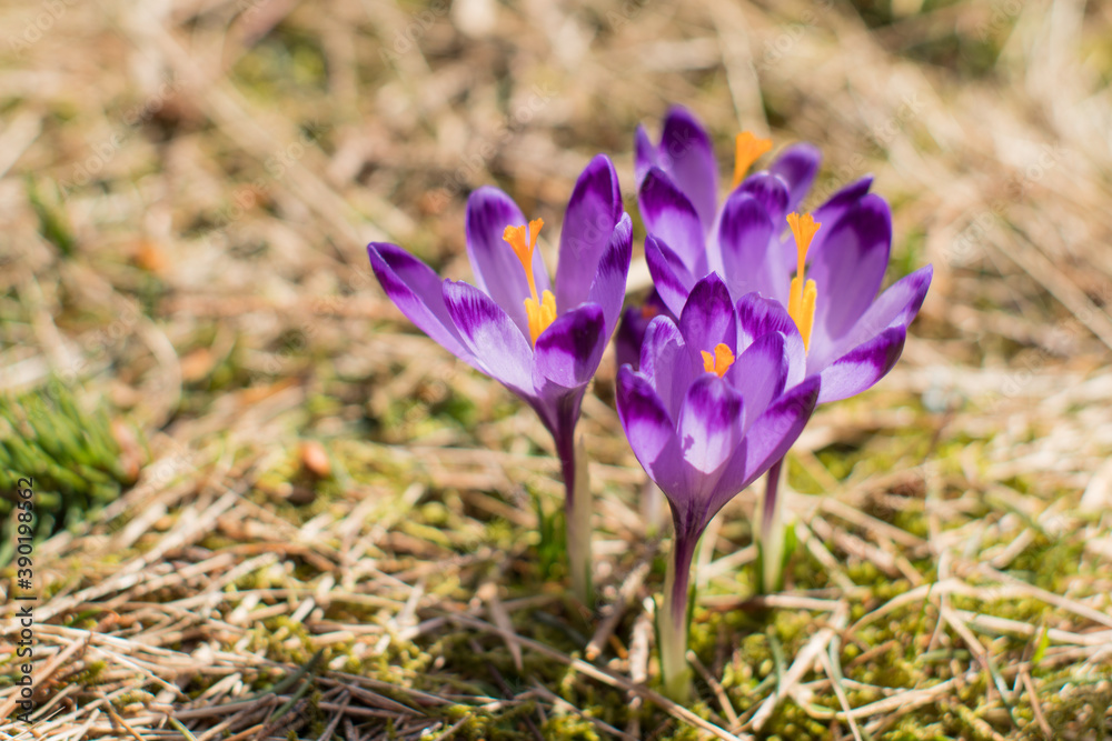 Crocuses in the valley. Spring in tatra mountains. Sunny weather. Crocuses in the valley. Spring in tatra mountains. Sunny weather.