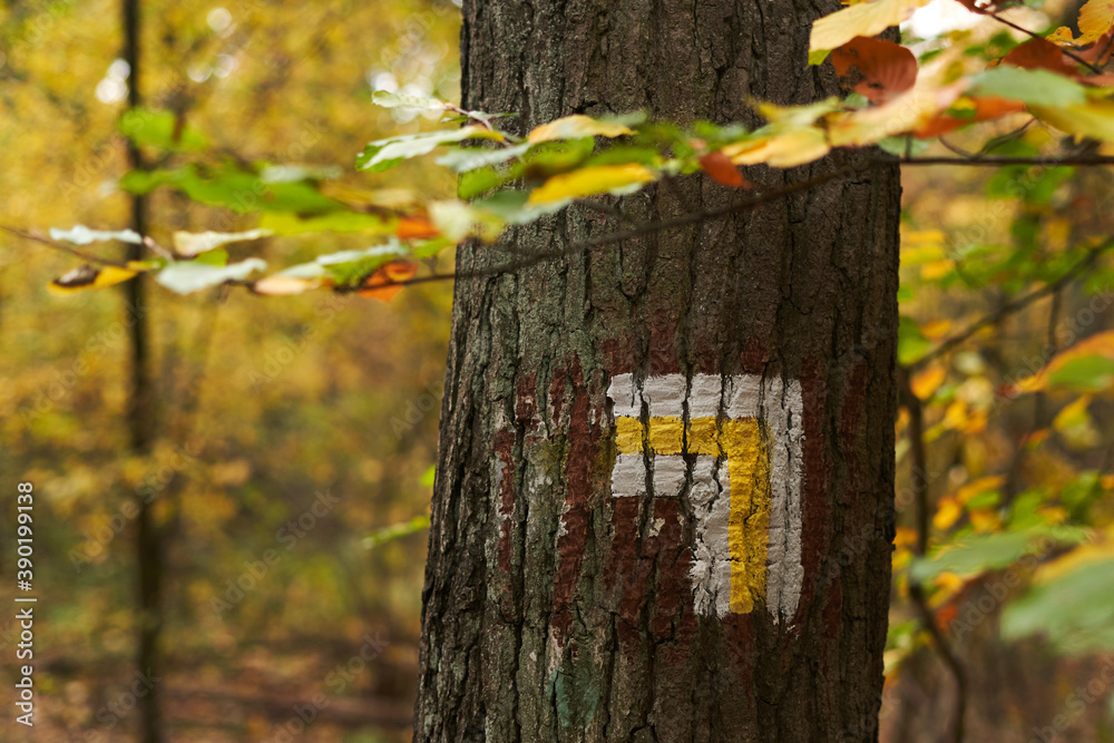 Autumn in the forest.