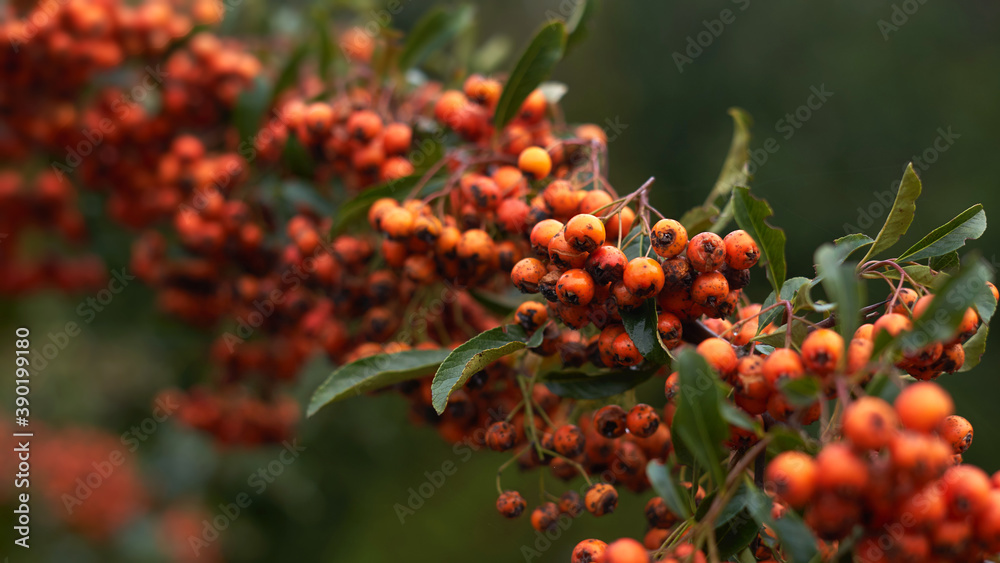 ornamental shrubs in the fall