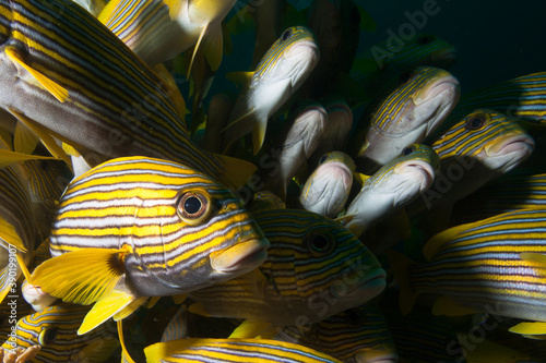 Schooling ribbon sweetlips, Plectorhinchus polytaenia, Raja Ampat Indonesia
 photo