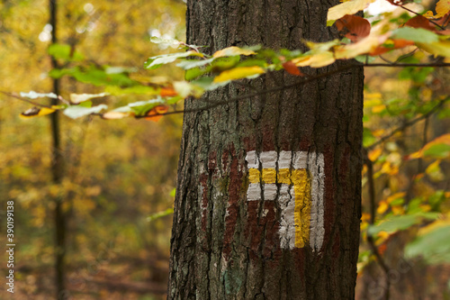 Obraz na płótnie Autumn in the forest. w salonie