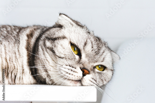Young resting gray striped cat lies on a white table in sunlight. Bored animal looking up dreaming relax