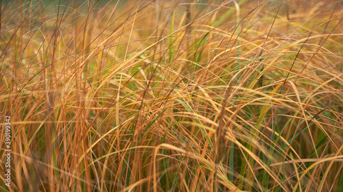 golden fields of grass