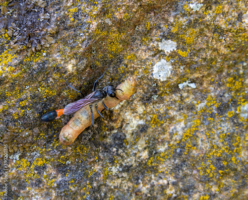 sand wasp with prey photo
