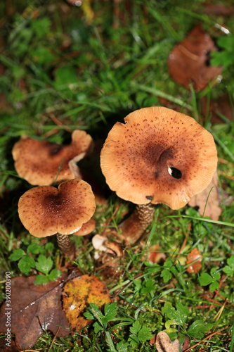 Wild winter mushrooms on forest macro background north germany high quality prints