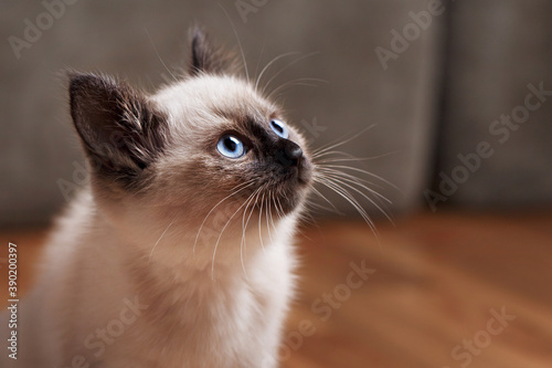 Kitty cat with blue eyes, Balinese cat