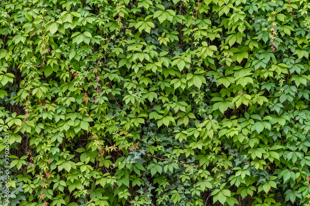 climbing plant background