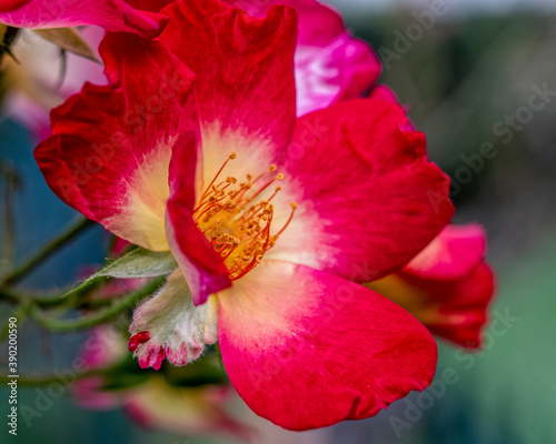 vivid red and yellow wild rose flower top view closeup, filtered image