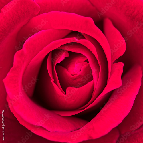 vivid red rose flower top view closeup, natural background