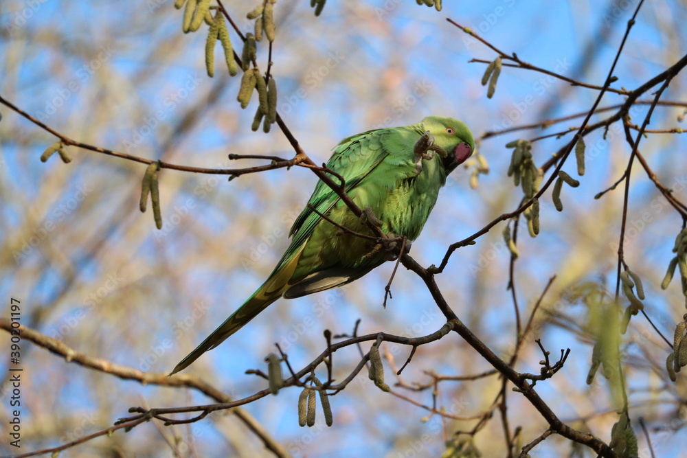 Green Rose-ringed Parakeet sitting in the tree in Hyde Park in London, United Kingdom
Green Rose-ringed Parakeet sitting in the tree in Hyde Park in London, United Kingdom