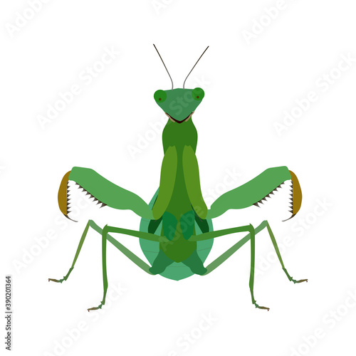 Green mantis on a white background