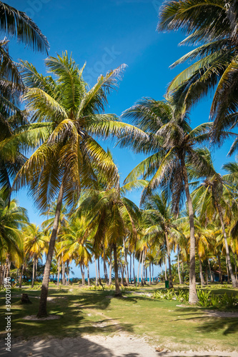 many tall coconut palm trees in a paradise turquoise blue sky