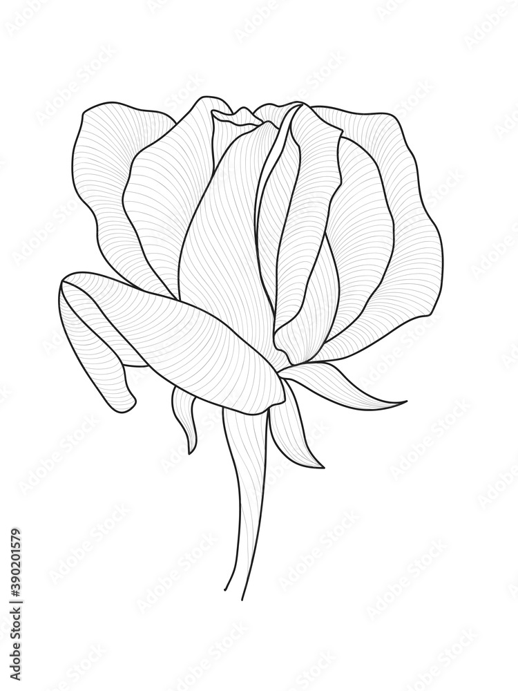  hand-drawn rose whith lines. Floral elements for invitations, cards, greetings.