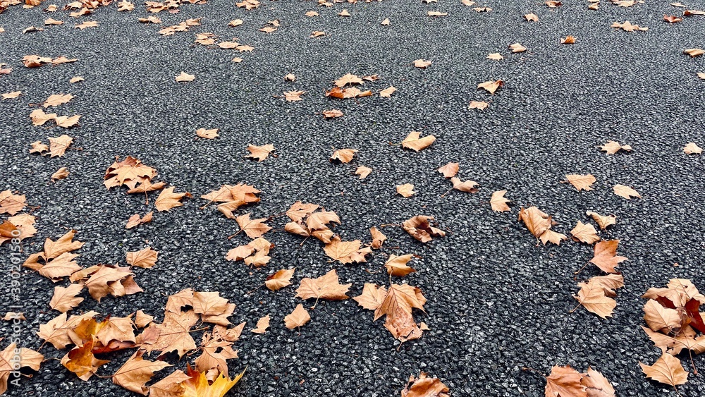 Fototapeta premium Blätter auf dem Asphalt im Herbst