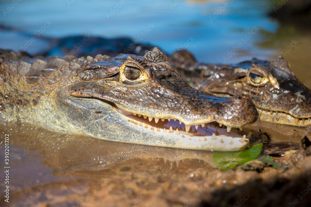 Obraz premium alligator lizard sunbathing on the lake shore showing its teeth