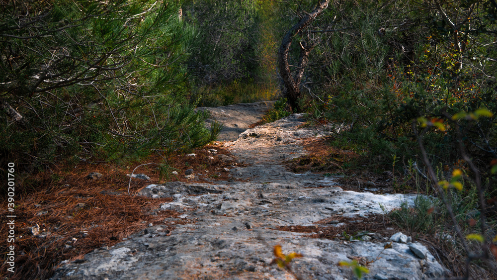 Foret des cedres - recreational path Foret des cedres - recreational path