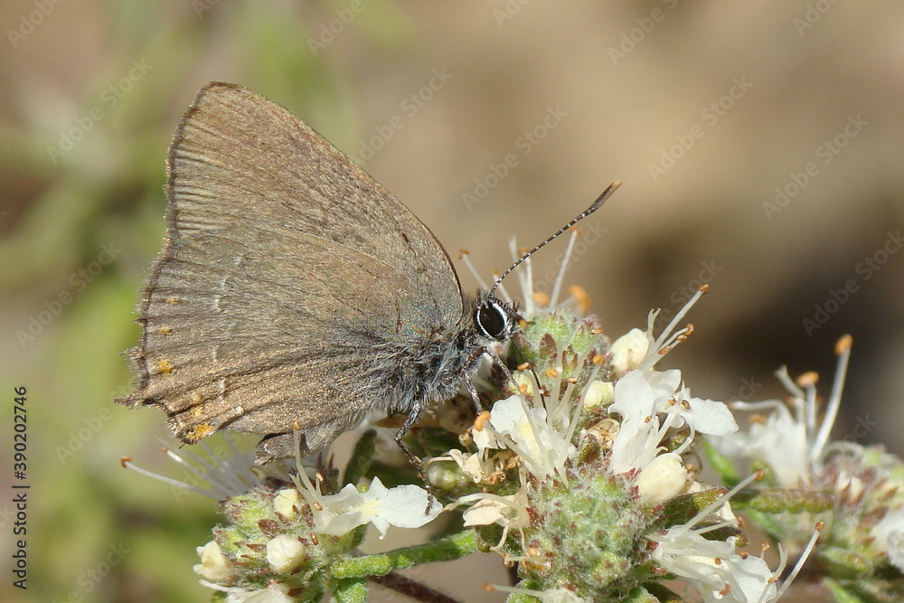 Obraz premium False Ilex Hairstreak (Satyrium esculi)