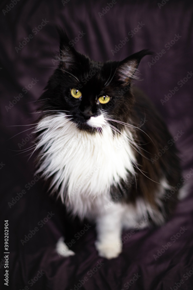 black and white fluffy maine coon