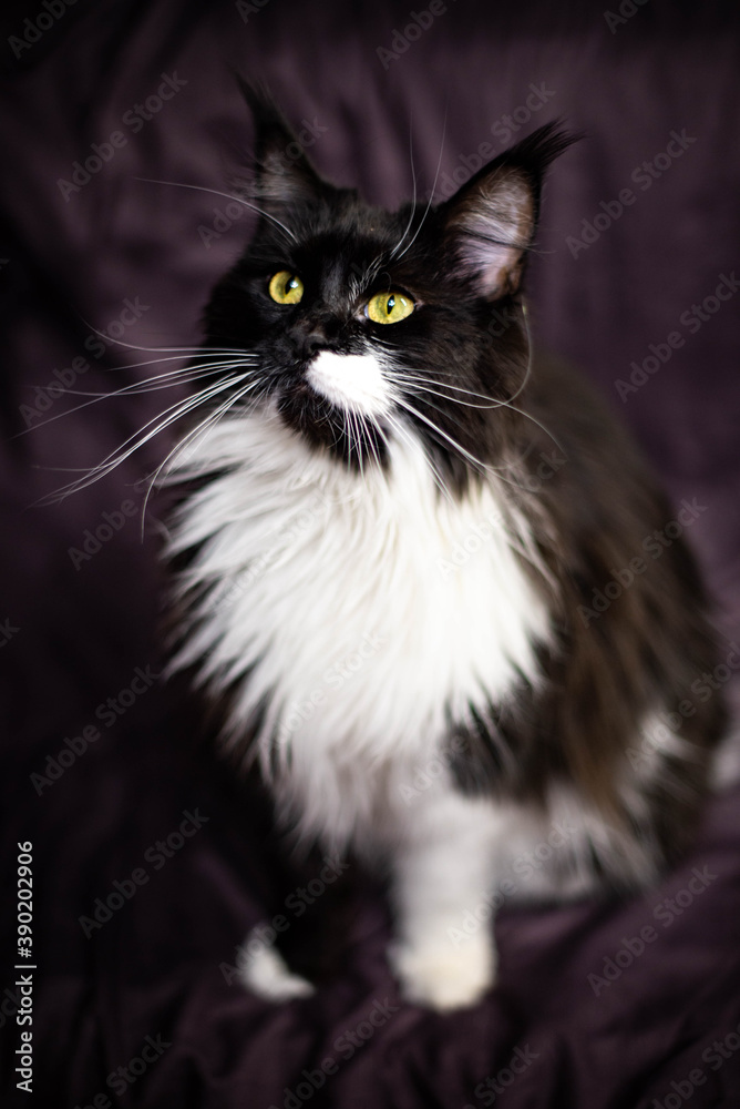 black and white fluffy maine coon