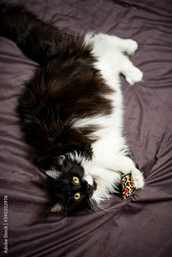 black and white fluffy maine coon
