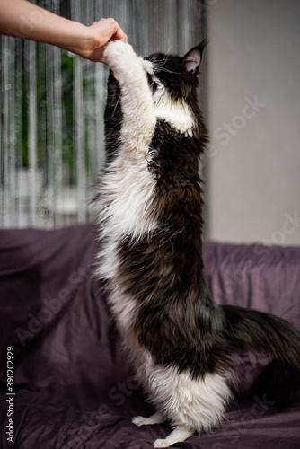 Obraz na płótnie black and white fluffy maine coon w salonie