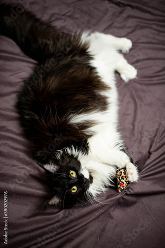 Obraz na płótnie black and white fluffy maine coon w salonie