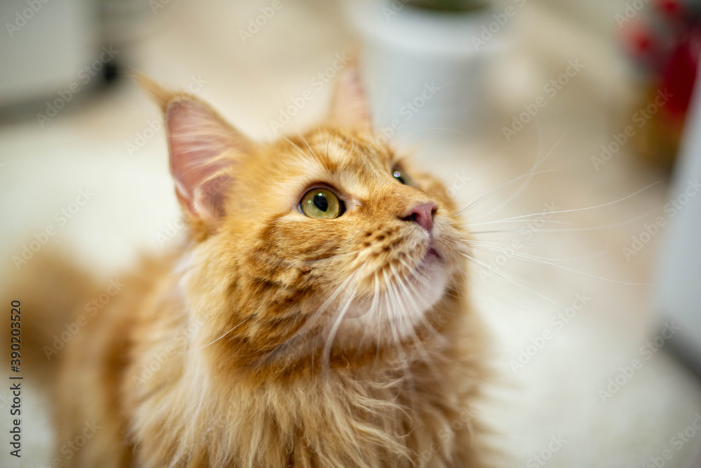 very funny gold big cat maine coon 