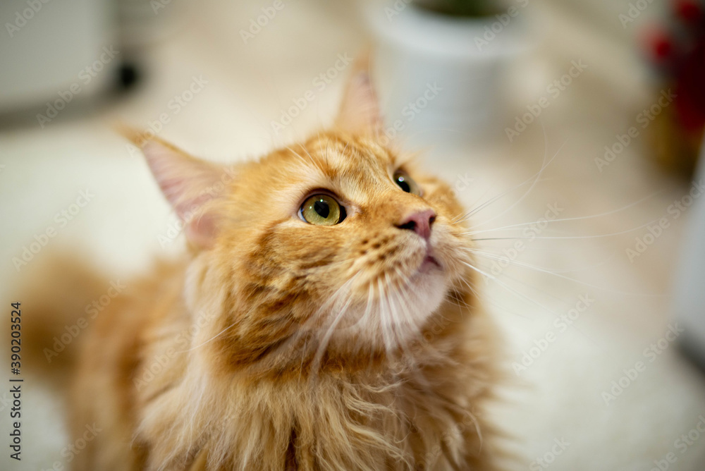 very funny gold big cat maine coon