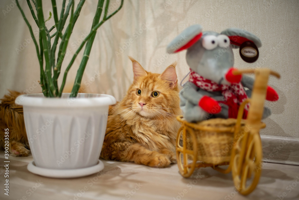 very funny gold big cat maine coon