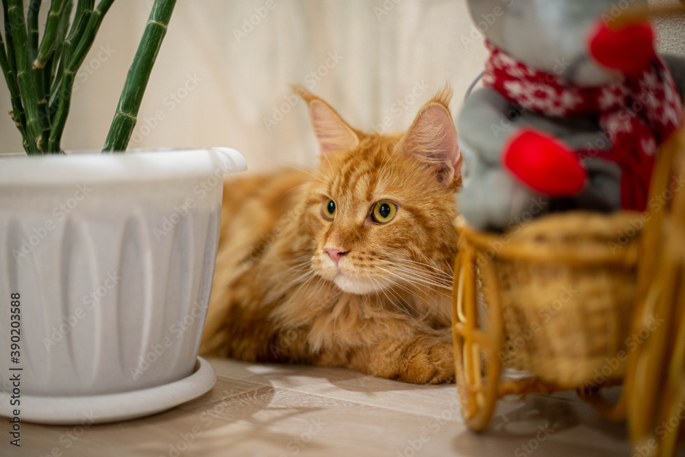 very funny gold big cat maine coon