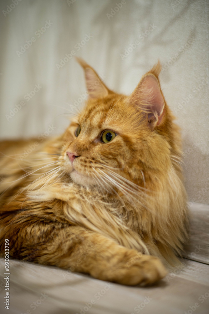 very funny gold big cat maine coon