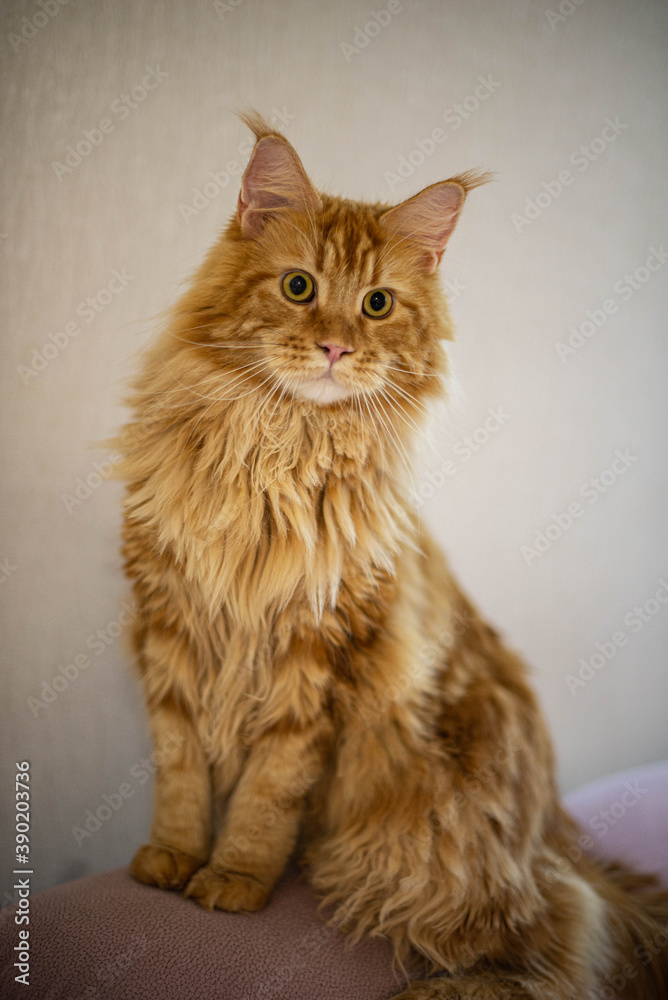 very funny gold big cat maine coon