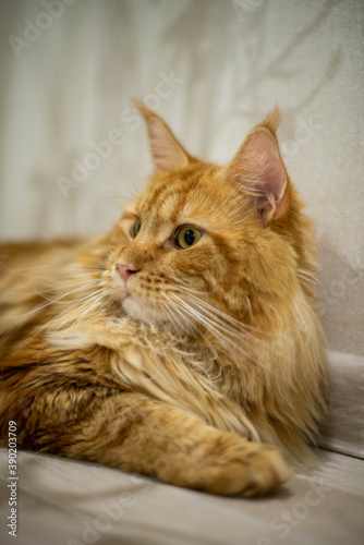 Obraz na płótnie very funny gold big cat maine coon w salonie