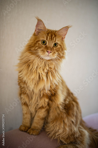 Obraz na płótnie very funny gold big cat maine coon w salonie