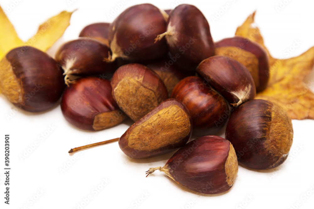 chestnut or chusnut with dry leaves isolated chestnut or chusnut with dry leaves isolated