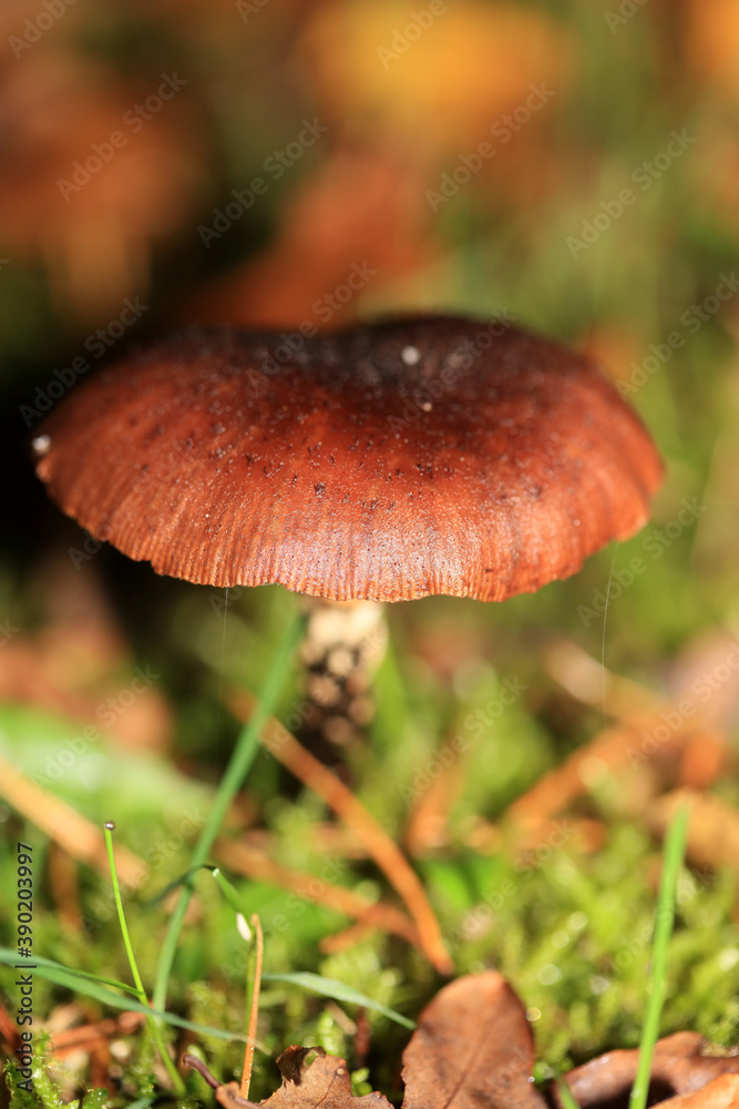 Wild winter mushrooms on forest macro background north germany high quality prints Wild winter mushrooms on forest macro background north germany high quality prints